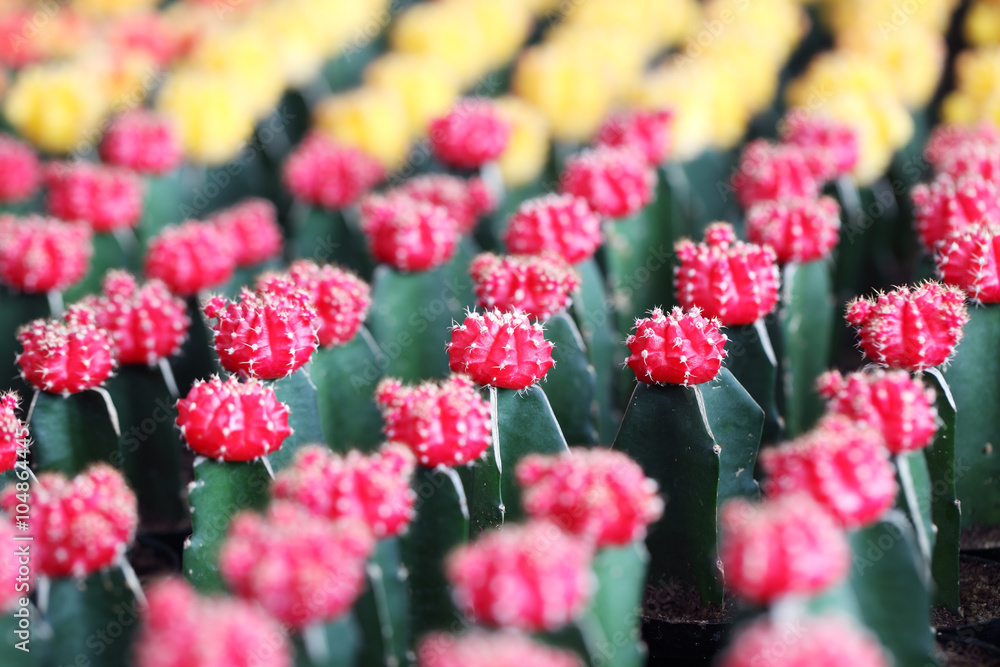 colorful cactus