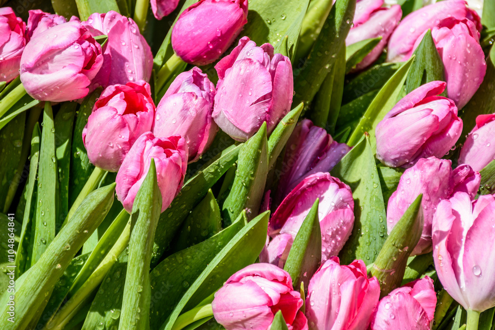 Fototapeta premium Closeup tulips on Lent carpet, Antigua, Guatemala