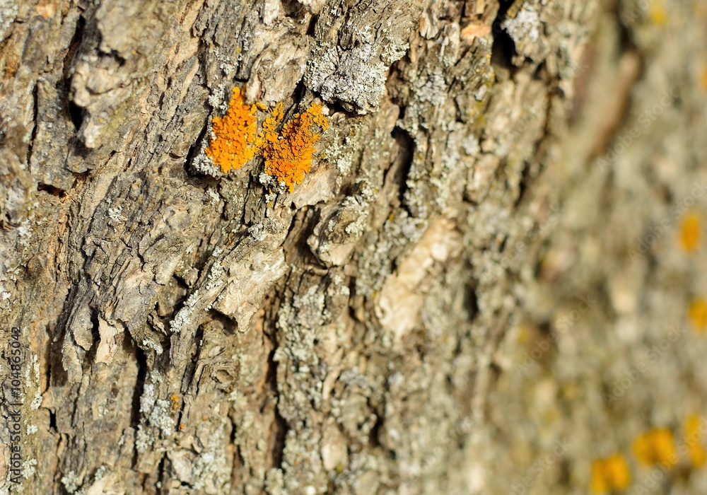 Moss covered oak tree bark texture closeup Moss covered oak tree bark texture closeup