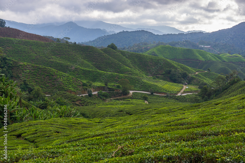 Teeplantage in Malaysia