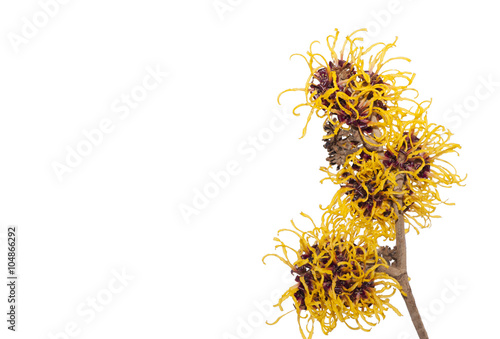 Twig of Hamamelis.Hamamelis or Witch-hazels isolated on white background. 