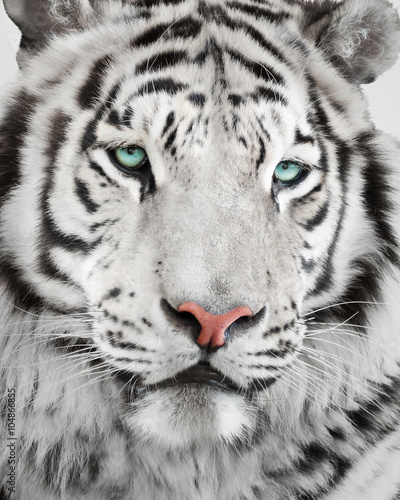 Elegant white tiger portrait © Štěpán Kápl