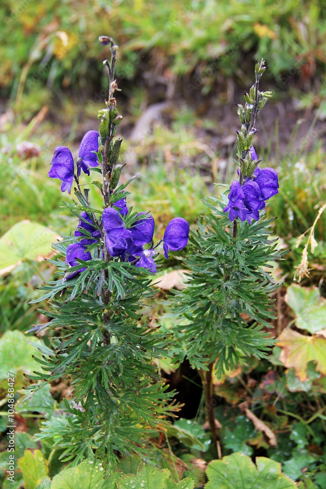 Obraz premium Beautiful mountain scenery, with violet flower in front, Switzerland