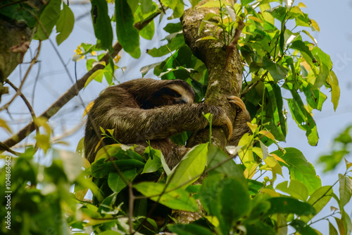 Sloth 3 toed © zampe238