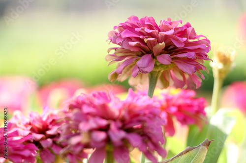 pink flower and green park © phumpatp