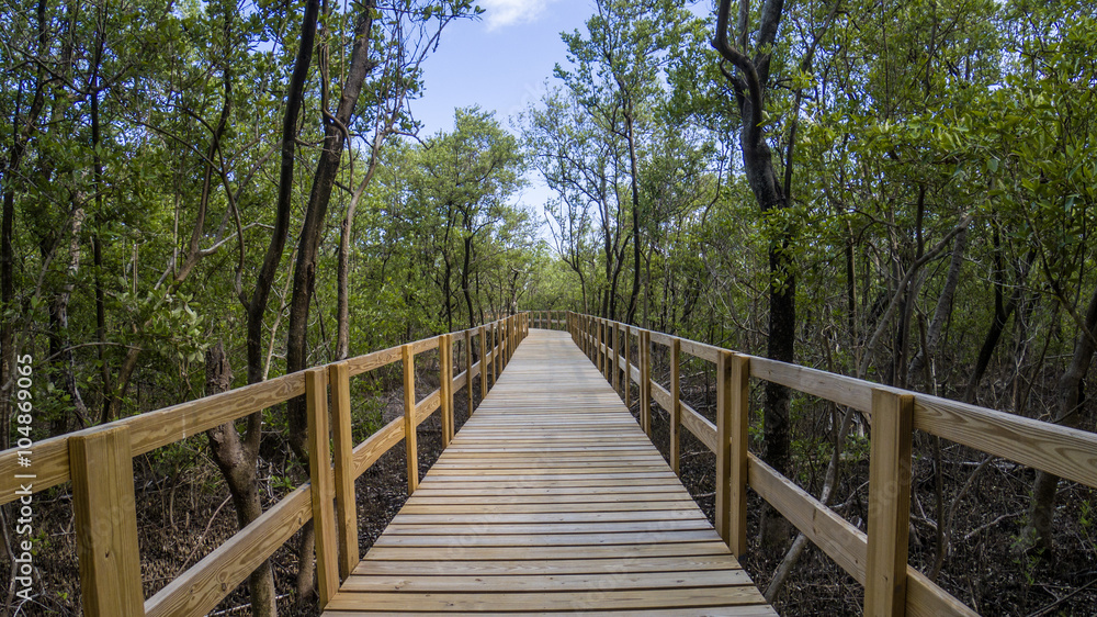 Mangrove Path