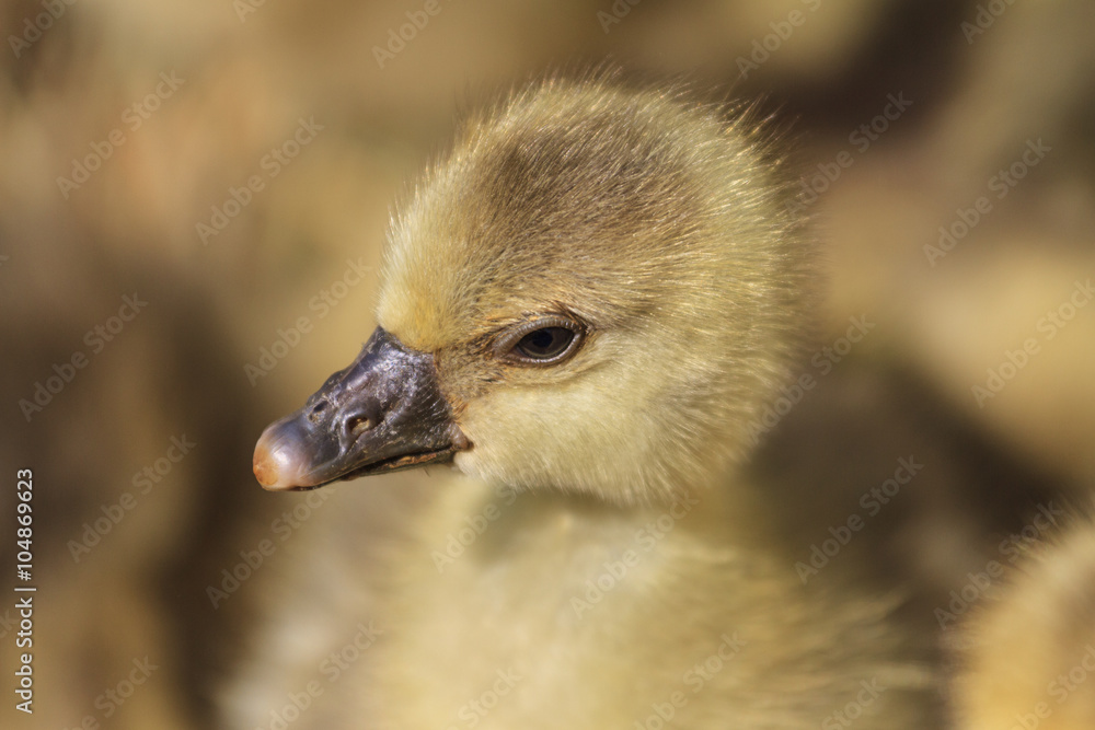 Gosling portrait of beak/Gosling on a farm incubator, eggs, waterfowl