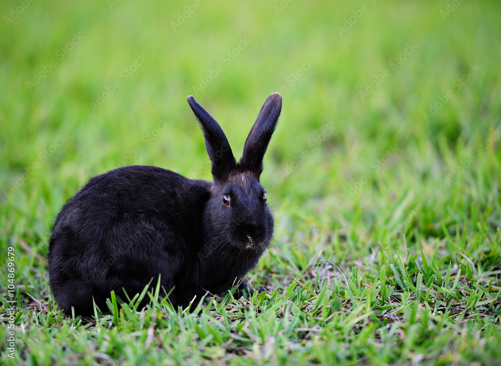 Fototapeta premium black rabbit on grass