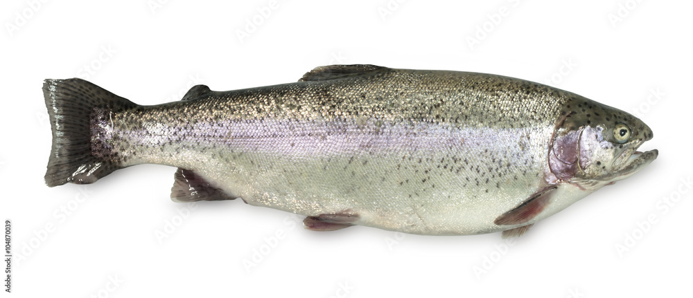 Large Rainbow Trout on a white background Large Rainbow Trout on a white background