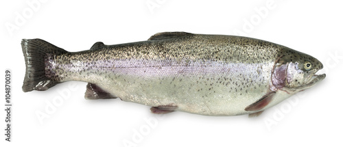 Large Rainbow Trout on a white background