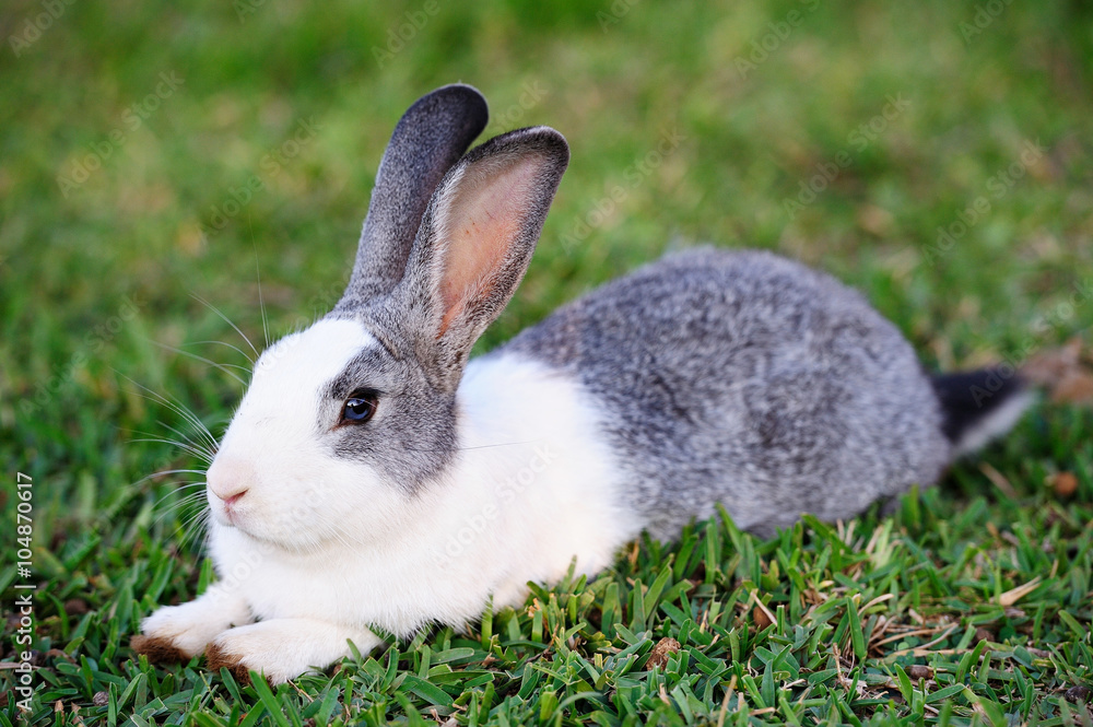 Fototapeta premium cute rabbit on grass