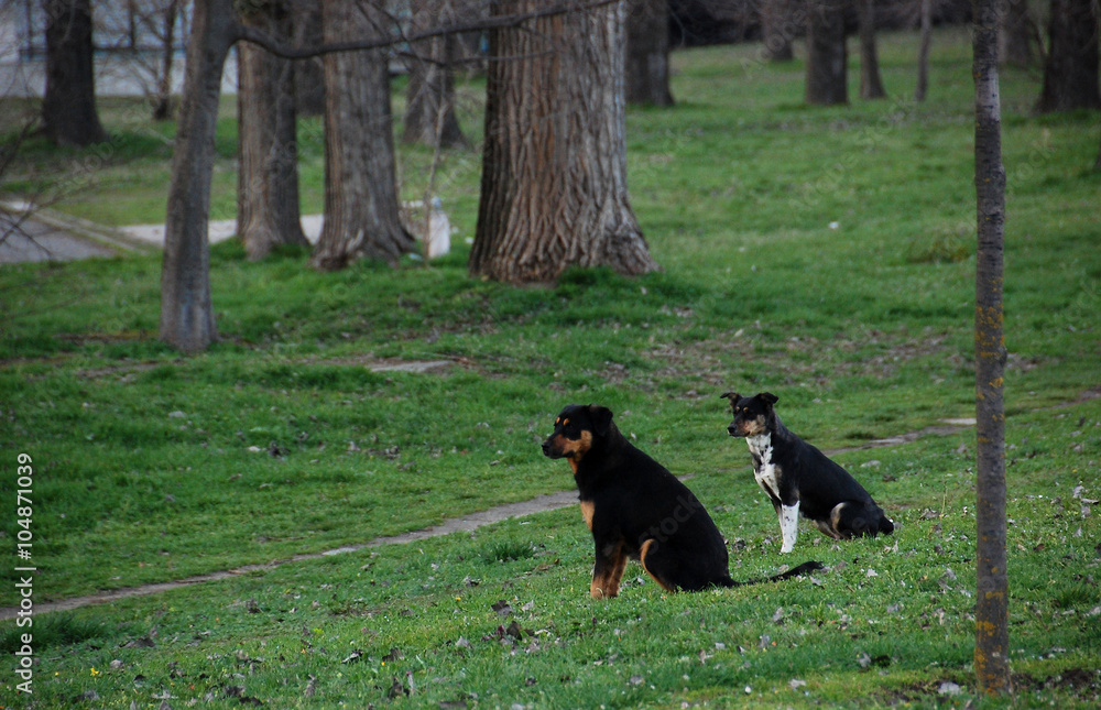 Two dog friends Two dog friends