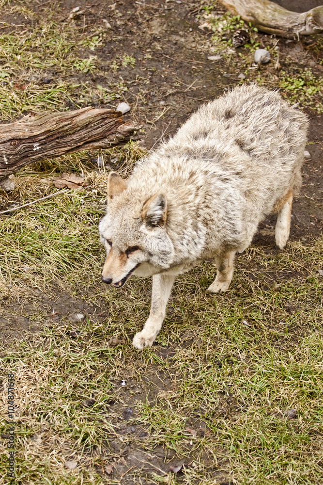 Obraz premium coyote in the wild