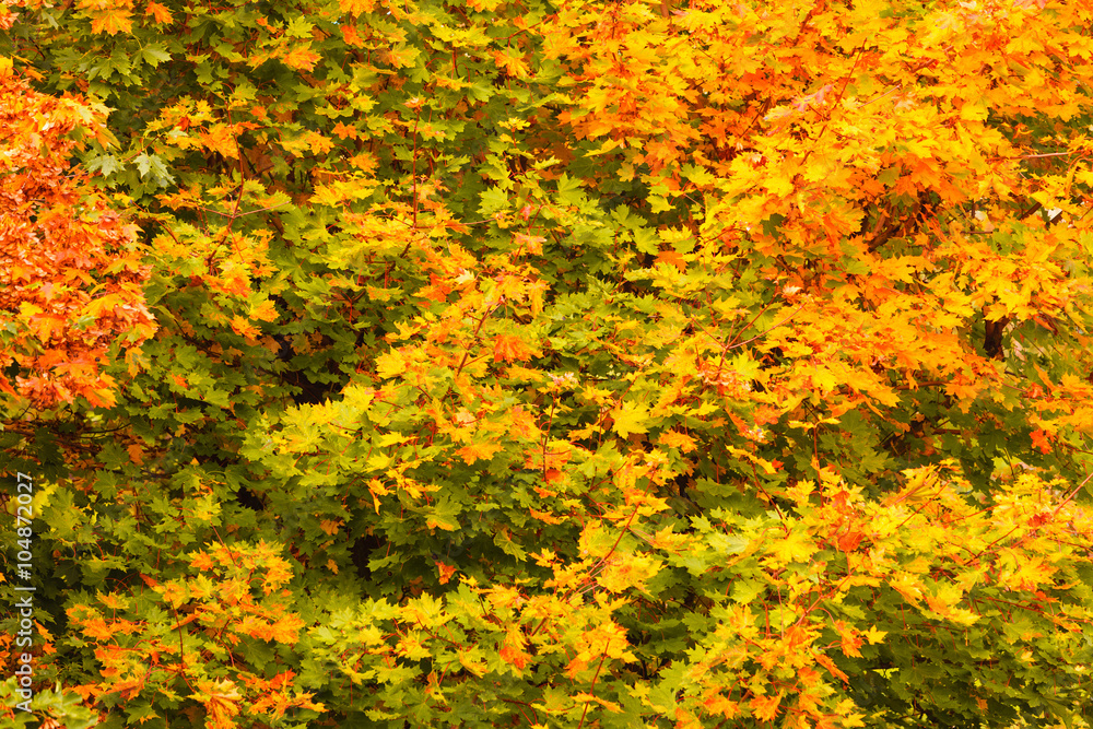 Fall trees yellow orange leaves nature background
