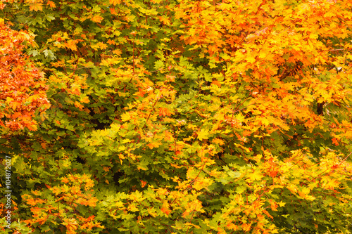 Fall trees yellow orange leaves nature background