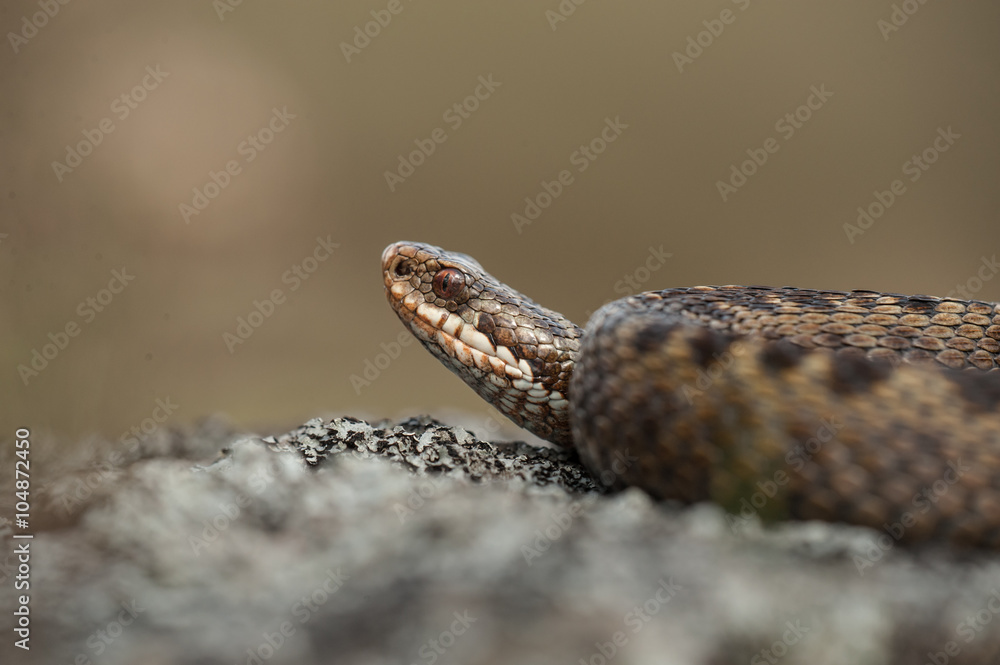 Fototapeta premium Common Adder