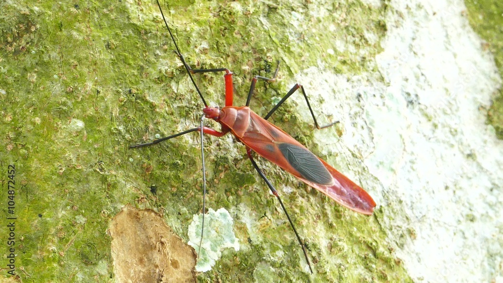 Kapok bug (Odontopus nigricornis Stal) on tree.