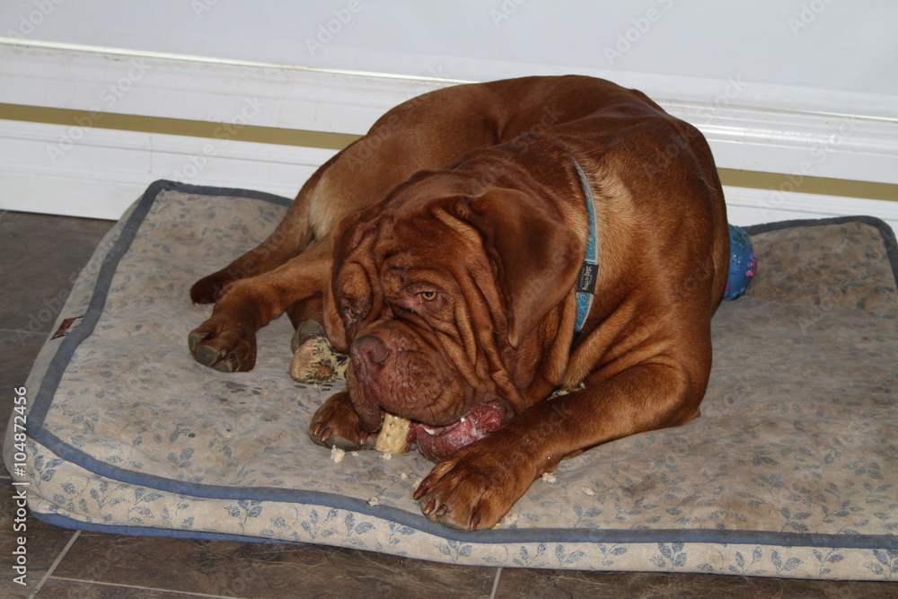 dog chewing treat on bed