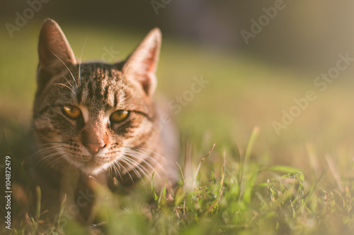 Wallpaper Mural Cat laying in grass Torontodigital.ca