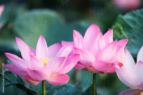 lotus flower in nature