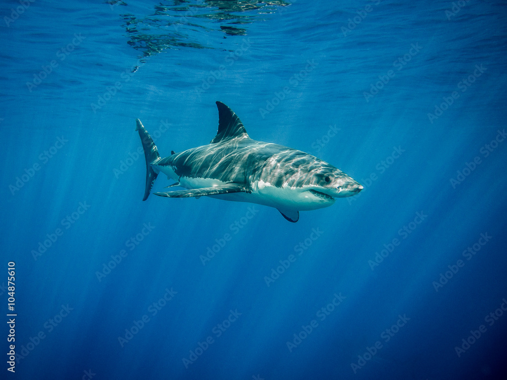 Obraz premium Great white shark under sun rays in the blue Pacific Ocean at Guadalupe Island in Mexico