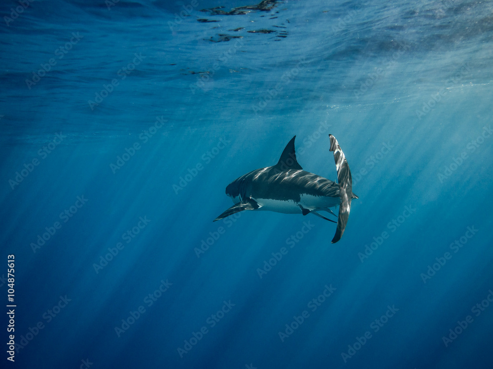 Fototapeta premium Great white shark caudal fin under sun rays in the blue Pacific Ocean at Guadalupe Island in Mexico