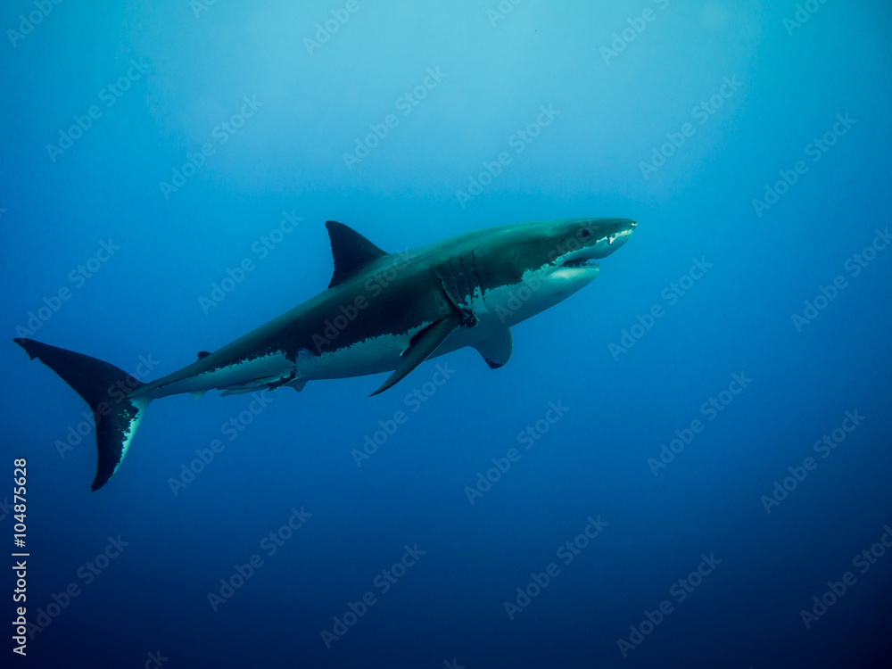 Great white shark swimming in the blue Pacific Ocean at Guadalupe Island in Mexico Great white shark swimming in the blue Pacific Ocean at Guadalupe Island in Mexico