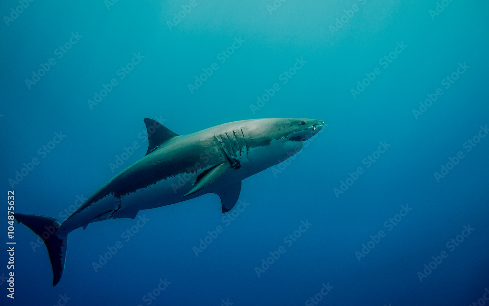Tagged great white shark for conservation swimming in the blue Pacific Ocean  at Guadalupe Island in Mexico