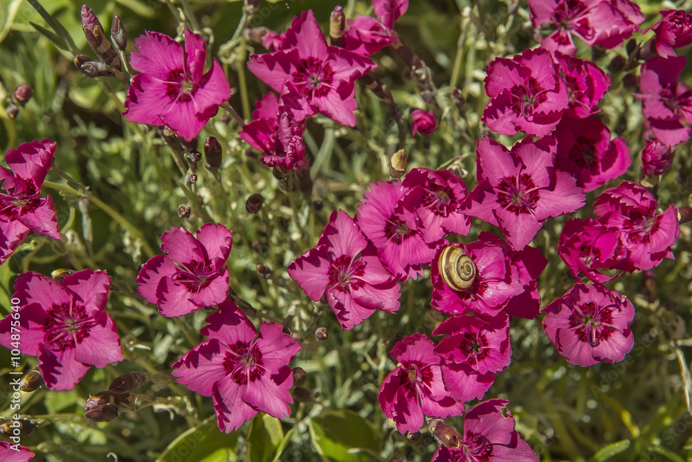 Dianthus, pink wild carnation, snail, Spain, Dianthus, pink wild carnation, snail, Spain,
