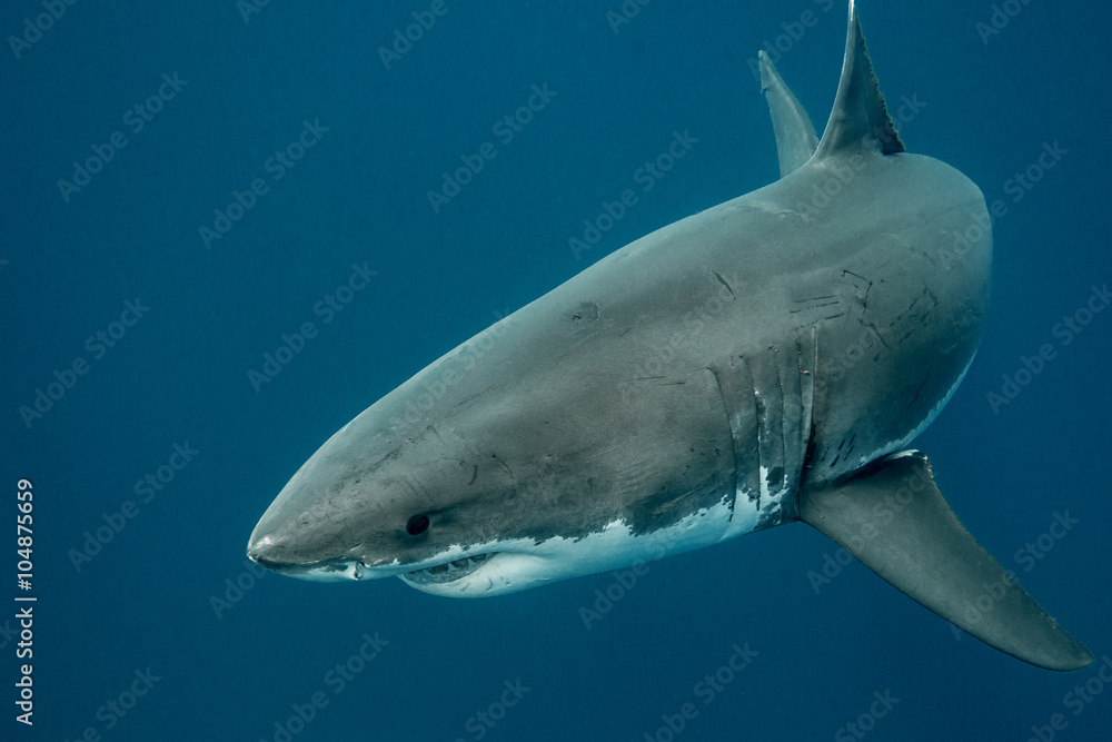 Fototapeta premium Great white shark in the depths of the Pacific Ocean at Guadalupe Island in Mexico