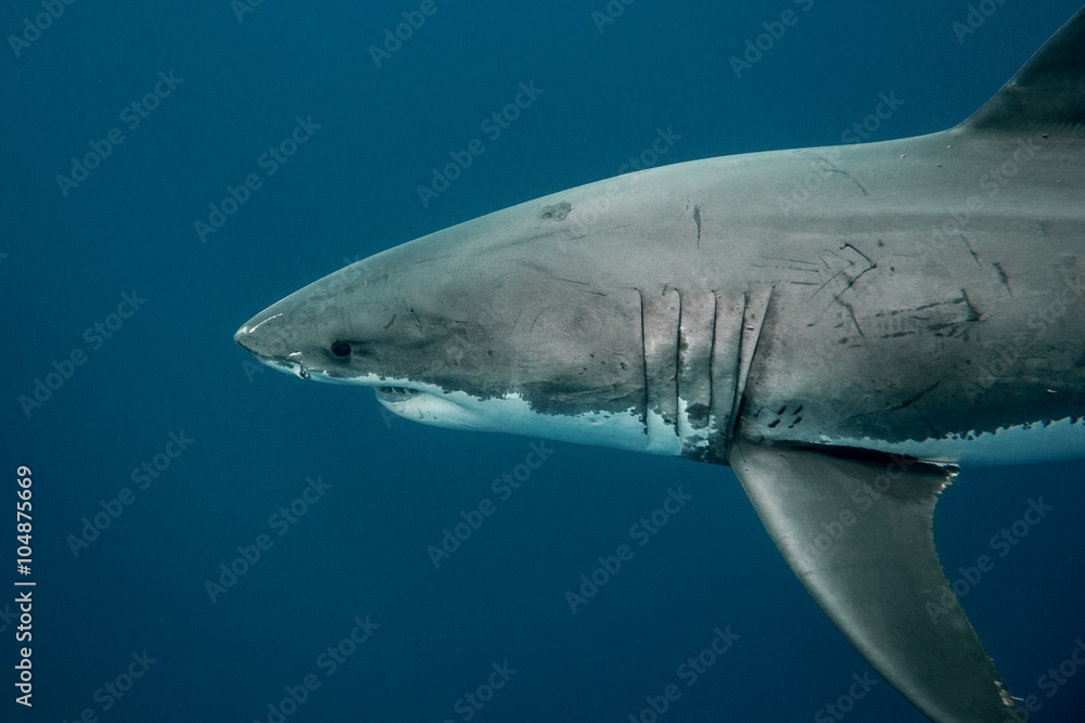 Obraz premium Great white shark in the depths of the Pacific Ocean at Guadalupe Island in Mexico