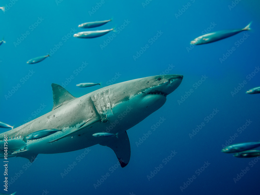Fototapeta premium Tagged great white shark going aganist the tide in the Pacific Ocean at Guadalupe Island in Mexico