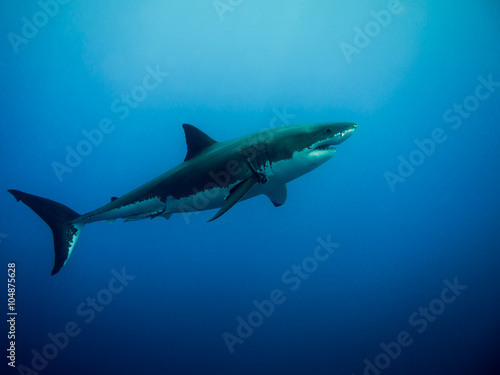 Great white shark swimming in the blue Pacific Ocean  at Guadalupe Island in Mexico