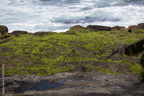 Moss On Coastal Rocks