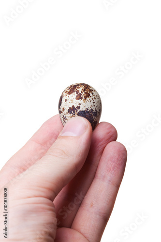 raw quail eggs closeup in a human hand isolated on white backgro