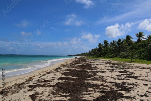 Anse Grosse Roche, sargasses photo