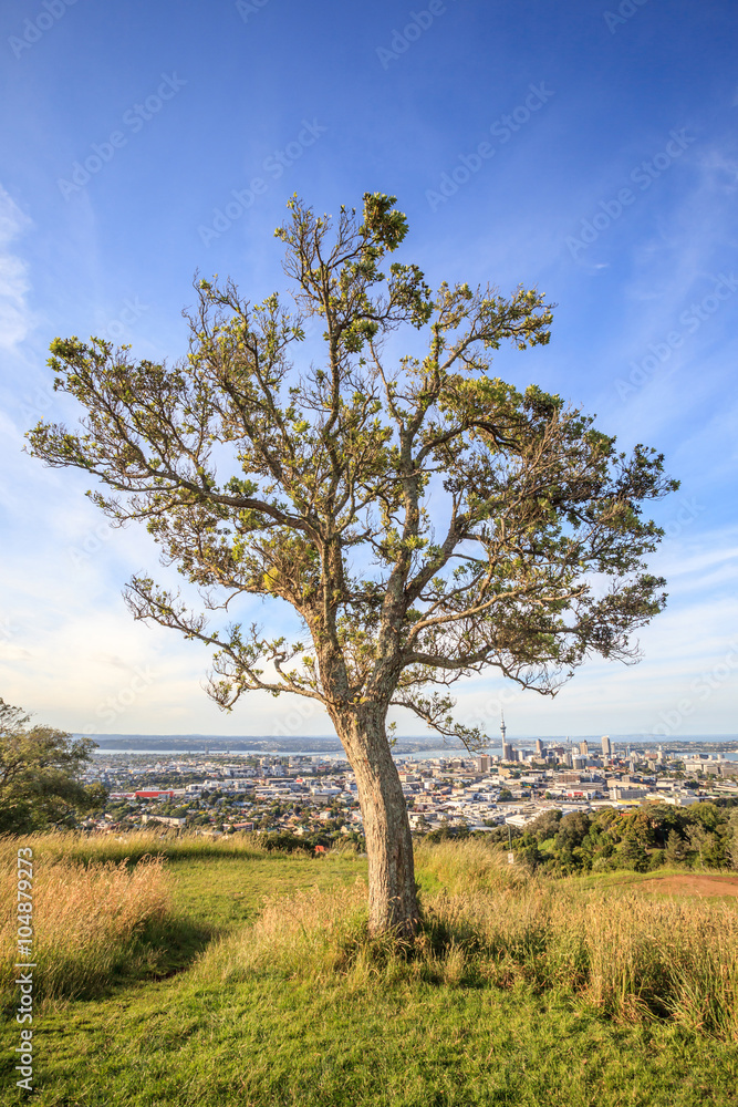 Lone pine tree with beautiful city view background. Lone pine tree with beautiful city view background.