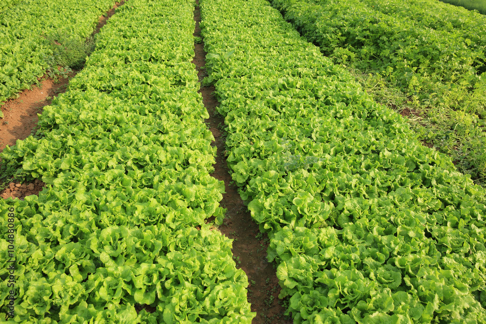 green lettuce and celery crops in growth at vegetable garden green lettuce and celery crops in growth at vegetable garden