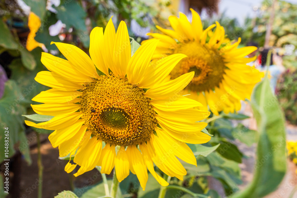 Close-up of sun flower Close-up of sun flower