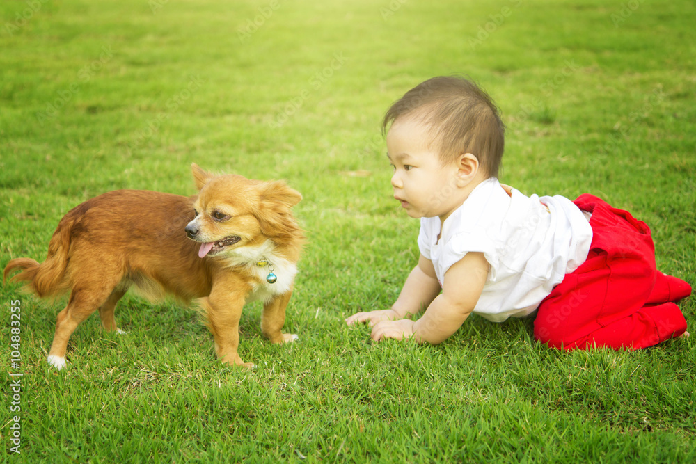 Baby boy play in meadow field with dog. Baby boy play in meadow field with dog.