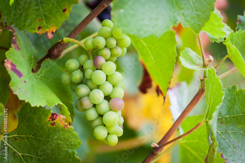 Unripe green wine grapes