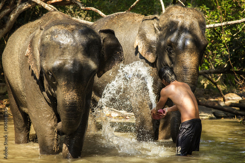 Photos Young mahout cleaning elephant in the river.