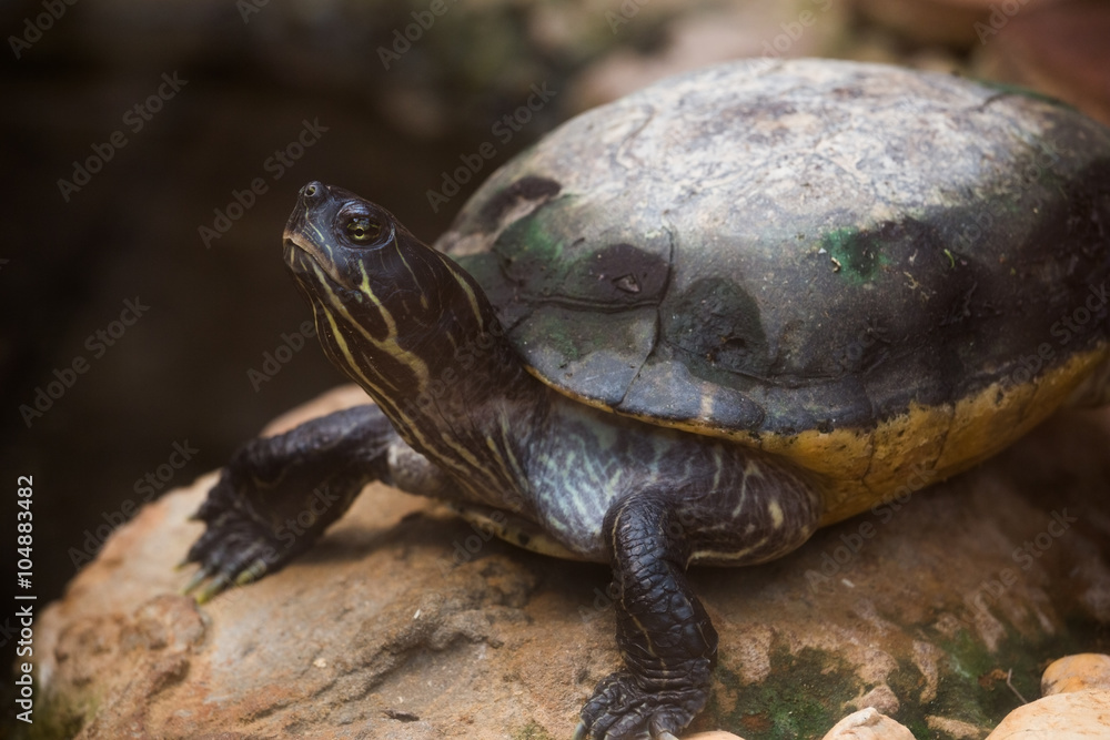 yellow-bellied slider (Trachemys scripta) yellow-bellied slider (Trachemys scripta)