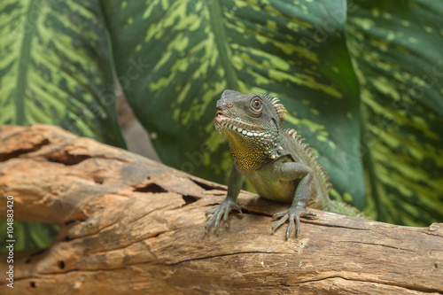 Chinese water dragon  Physignathus cocincinus   Thai Water Drago