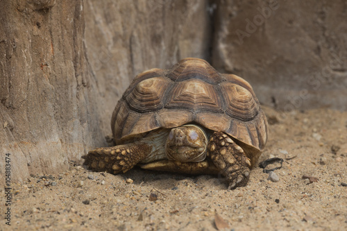 Burmese Starred Tortoise (Geochelone platynota) photo