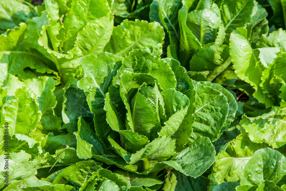 organic green vegetables farm organic green vegetables farm
