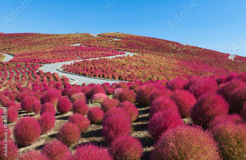 Beautiful kochias hill in autumn season at Hitachi seaside park , Ibaraki prefecture , Japan photo