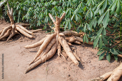 Big Cassava