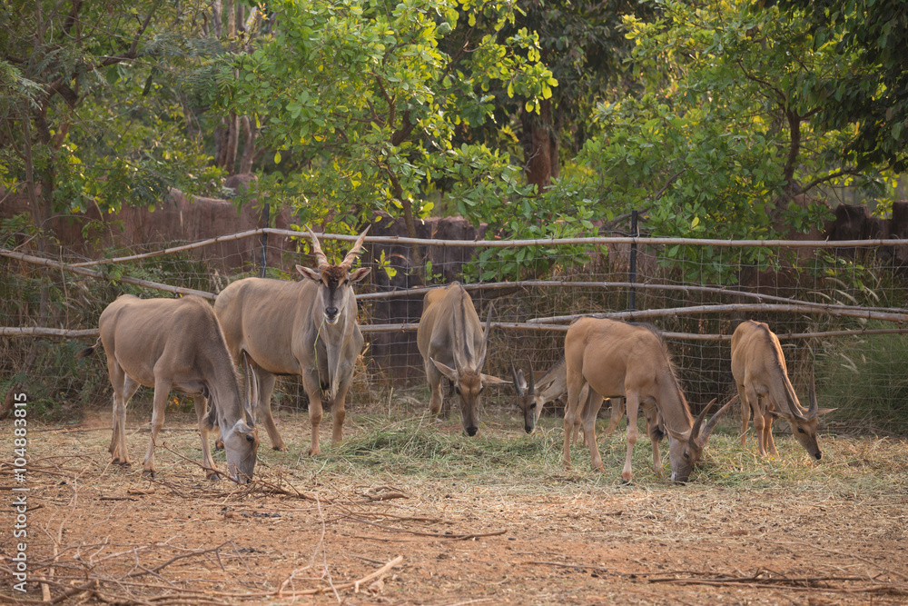 Fototapeta premium waterbuck (Kobus ellipsiprymnus) eating grass