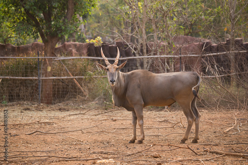 waterbuck (Kobus ellipsiprymnus)